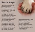 Rescue Angels - random photo