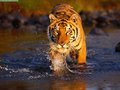 Tiger - random photo