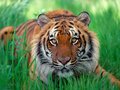 Tiger - random photo