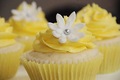 Yellow Cupcakes - random photo