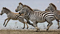 Zebra - random photo