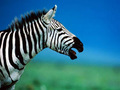 Zebra - random photo