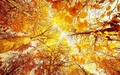 autumn - Autumn Wallpaper wallpaper