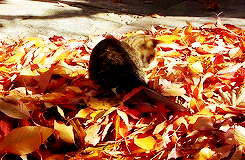  Cat Playing in Fall Leaves
