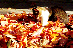 Cat-Playing-in-Fall-Leaves-cats-35819283