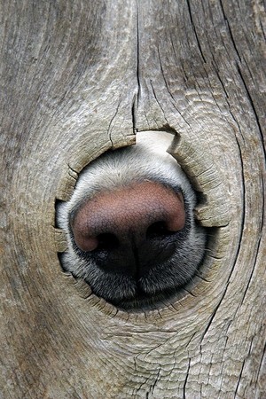  Dog's Nose