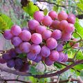 Grapes - random photo