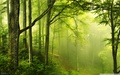 Green Forest - random photo