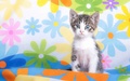Kitty - cats wallpaper
