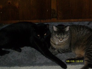  My two kitties, Cage & Sierra