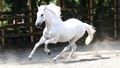 Stunning White Horse - random photo