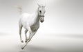 Stunning White Horse - random photo