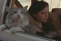 1997 Disney Remake, "That Darn Cat" - disney photo