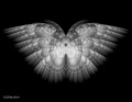 Angel wings - angels fan art
