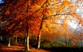 Autumn - autumn photo