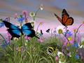 Butterfly and bee - butterflies fan art
