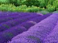 Lavender - random photo