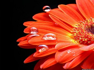  laranja flores