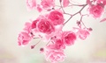 Pink Rose - random photo