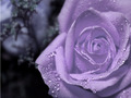 Purple Rose - random photo