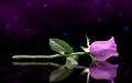 Purple Rose - random photo