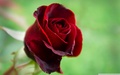 Red Rose - random photo