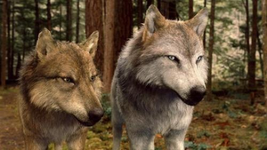 Seth and Leah in wolf forms