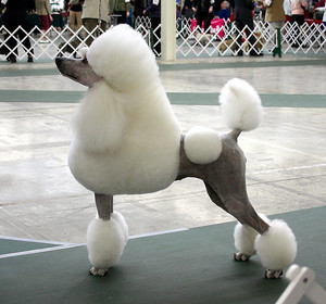 Standard Poodle
