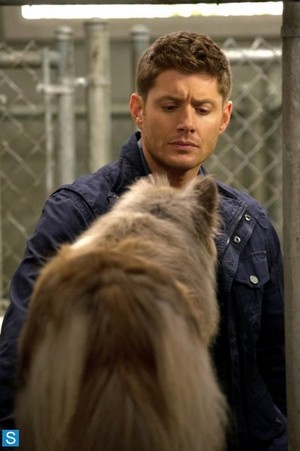  Supernatural - Episode 9.05 - Dog Dean Afternoon - Promotional تصاویر