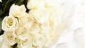 White Rose - random photo
