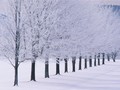 Winter Scenery - random photo