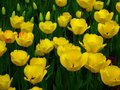 Yellow Tulips - random photo