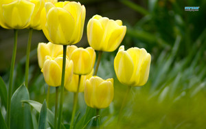  Yellow Tulips