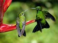 hummingbird - animals photo