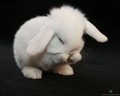 Bouncing baby bunnies. - animals photo