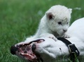 rare white lion born  - animals photo