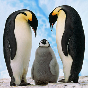 penguin pair gazing lovingly at their baby
