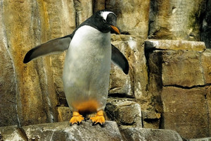 a Gentoo penguin