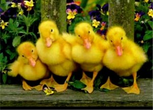  duckling سے, دکلانگ quartet doin a dance