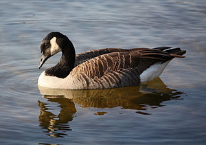 female Canadian goose