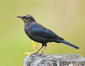  a male rusty blackbird on a rock