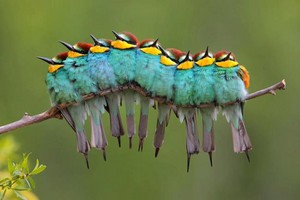  bee eaters