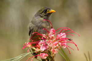  bellbird 或者 officially 钟, 贝尔 miner an Australian bird