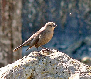  a female Brewer's blackbird on a rock