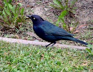  a male Brewer's blackbird takin a walk