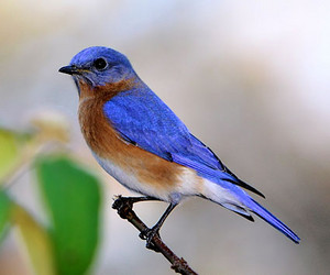  male eastern bluebird