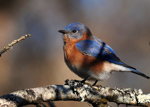  male eastern bluebird sitting on a branch