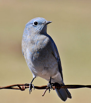  female mountain bluebird sitting on a wired fence