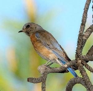  female western 青い鳥, ブルーバード