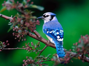  bluejay perched in a 木, ツリー